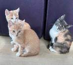 Europeese korthaar Kittens zoeken nieuw huisje, Dieren en Toebehoren, Katten en Kittens | Overige Katten, Meerdere dieren, Kortharig
