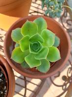 3 x aeonium, Huis en Inrichting, Ophalen of Verzenden, Halfschaduw, Minder dan 100 cm