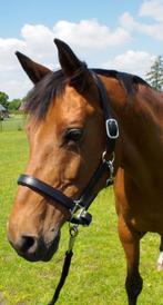 Leren halster Cob, Dieren en Toebehoren, Ophalen of Verzenden, Nieuw, Overige soorten