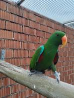 Edelpapegaai, tam, Dieren en Toebehoren, Vogels | Parkieten en Papegaaien, Mannelijk, Papegaai, Tam