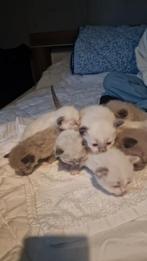 Ragdoll kittens 100 procent raszuiver, Dieren en Toebehoren, Meerdere dieren, Ontwormd