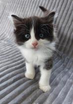 Maine coon kittens, 2 katertjes en 1 poesje, Meerdere dieren, Gechipt, 0 tot 2 jaar