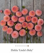 Dahlia knollen Linda’s baby, Tuin en Terras, Planten | Tuinplanten, Ophalen of Verzenden