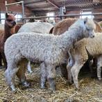 Jonge alpaca hengsten, Dieren en Toebehoren, Overige Dieren, Mei, Mannelijk