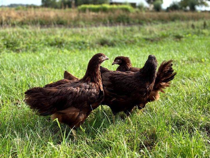 Jonge tamme Rhode Island Red kippen, gesekst en ingeënt, Dieren en Toebehoren, Pluimvee, Kip, Vrouwelijk