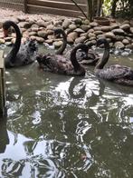 Zwarte zwaan, Dieren en Toebehoren, Pluimvee, Geslacht onbekend, Gans of Zwaan