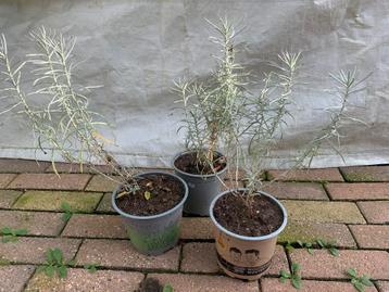 UITVERKOOP  diverse planten  Laste van dit jaar  OP=OP beschikbaar voor biedingen
