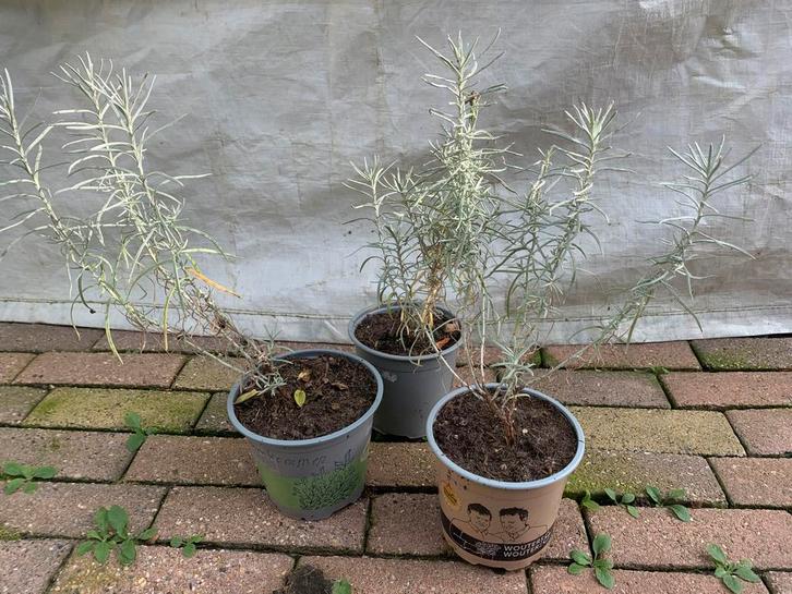 UITVERKOOP  diverse planten  Laste van dit jaar  OP=OP, Tuin en Terras, Planten | Tuinplanten, Vaste plant, Overige soorten, Ophalen