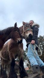 Gezocht hoefstal., Dieren en Toebehoren, Ophalen, Gebruikt, Overige soorten