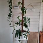 Philodendron pedatum., Overige soorten, 100 tot 150 cm, Halfschaduw, Ophalen