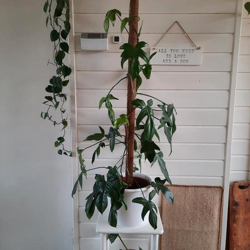Philodendron pedatum., Huis en Inrichting, Kamerplanten, Overige soorten, 100 tot 150 cm, Groene kamerplant, Halfschaduw, Ophalen