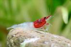 Neocaridina red neck, Kreeft, Krab of Garnaal