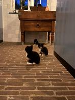 Kittens (boerderijkat) begin juli beschikbaar, Geslacht onbekend, Kortharig, 0 tot 2 jaar