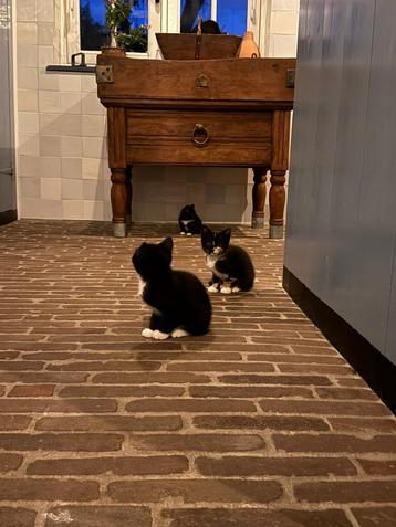 Kittens (boerderijkat) begin juli beschikbaar beschikbaar voor biedingen