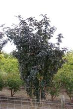 Rode Vlier 'Black Lace' Multistem black tower, Volle zon, 100 tot 250 cm, Zomer, Overige soorten