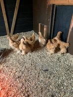 Jonge grote buff cochin kippen, Dieren en Toebehoren, Pluimvee, Meerdere dieren, Kip