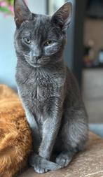 Muisgrijs katertje gecastreerd zie omschrijving, Dieren en Toebehoren, Katten en Kittens | Raskatten | Korthaar, Kater, Gechipt