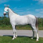 Lieve, knappe welsh A ruin 3 jaar (v. Tiffwyl Mark One), Dieren en Toebehoren, Ruin, Recreatiepony, 3 tot 6 jaar