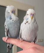 2 jonge tamme Engelse grasparkiet mannetjes, Dieren en Toebehoren, Mannelijk, Parkiet, Tam