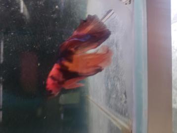 Betta koi man  beschikbaar voor biedingen