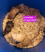 Gerbils/ woestijnratjes, Overige typen, Na 1 juli 2024