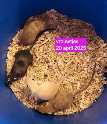 Gerbils/ woestijnratjes  beschikbaar voor biedingen
