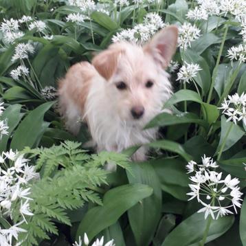 Nicole, kleine engeltje terriër mix (weegt slechts 4 kg)