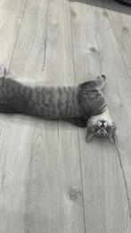 Maine coon mix, Poes, Ingeënt