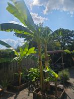 Bananen plant stekken (Musa), Tuin en Terras, Planten | Tuinplanten, Ophalen