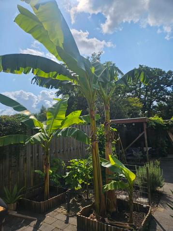 Bananen plant stekken (Musa) beschikbaar voor biedingen