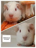 Leuke baby cavia's, September, Vrouwelijk, Cavia