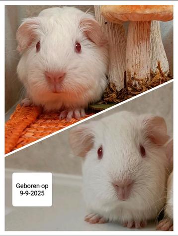 Leuke baby cavia's  beschikbaar voor biedingen