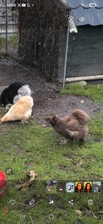 Zijdehoender kip, Dieren en Toebehoren, Ophalen of Verzenden, Zo goed als nieuw, Kippenhok of Kippenren