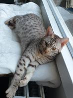 Ocicat, een sociale kat!, Dieren en Toebehoren, Kater, Gechipt, 3 tot 5 jaar