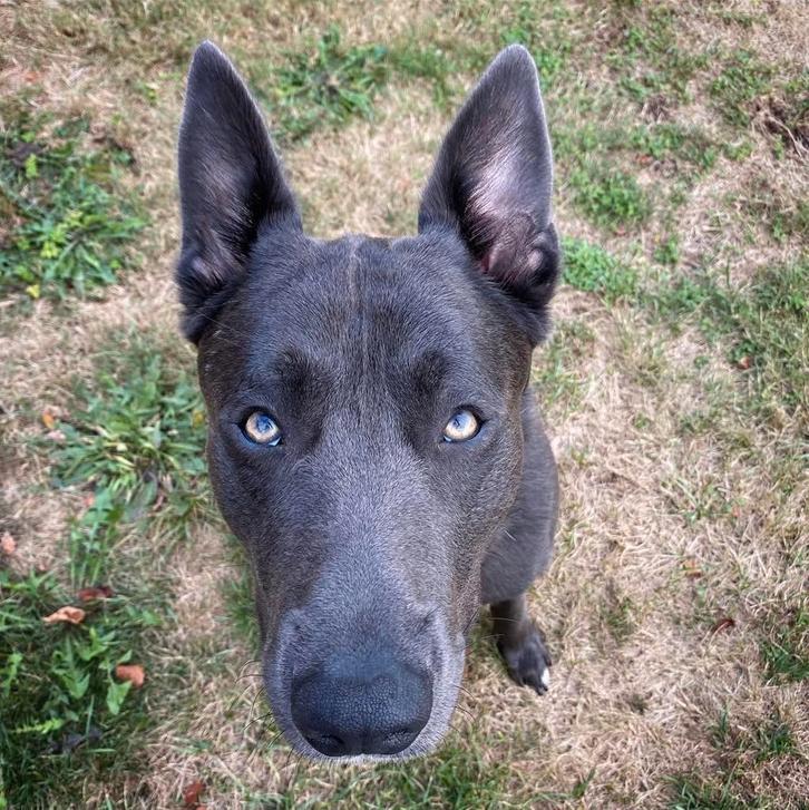 Blauwe Mechelaar Mechelse herder Malinois, Dieren en Toebehoren, Honden | Herdershonden en Veedrijvers, Reu, Herder, Particulier