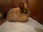 Lieve dwergkonijnen te koop., Dieren en Toebehoren, Konijnen, Meerdere dieren, Dwerg