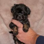 Bijzonder mooie klein blijvende matipoo pups, Dieren en Toebehoren, Honden | Chihuahua's en Gezelschapshonden, Poedel, CDV (hondenziekte)