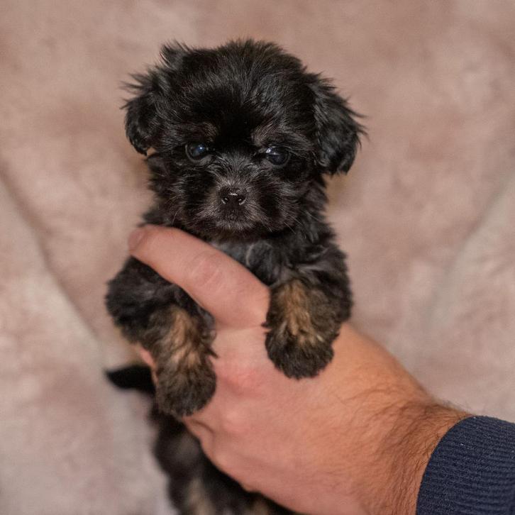 Bijzonder mooie klein blijvende matipoo pups, Dieren en Toebehoren, Honden | Chihuahua's en Gezelschapshonden, Meerdere dieren