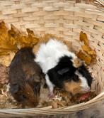 Lief CAVIA KOPPEL ( met zorg gematcht), Dieren en Toebehoren, Knaagdieren, Cavia, Mannelijk, Tam, Oktober