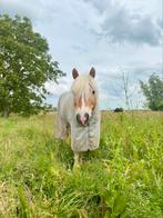 Gezocht: “stalling” voor haflingerruin, Dieren en Toebehoren