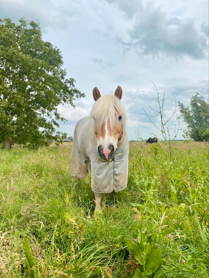 Gezocht: “stalling” voor haflingerruin, Dieren en Toebehoren, Stalling en Weidegang, Weidegang