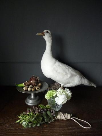 Witte opgezette eend (taxidermie) beschikbaar voor biedingen