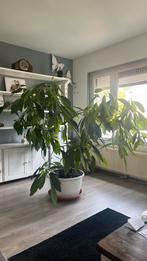Advocado plant van 10 jr, Groene kamerplant, Ophalen of Verzenden, Overige soorten, 150 tot 200 cm