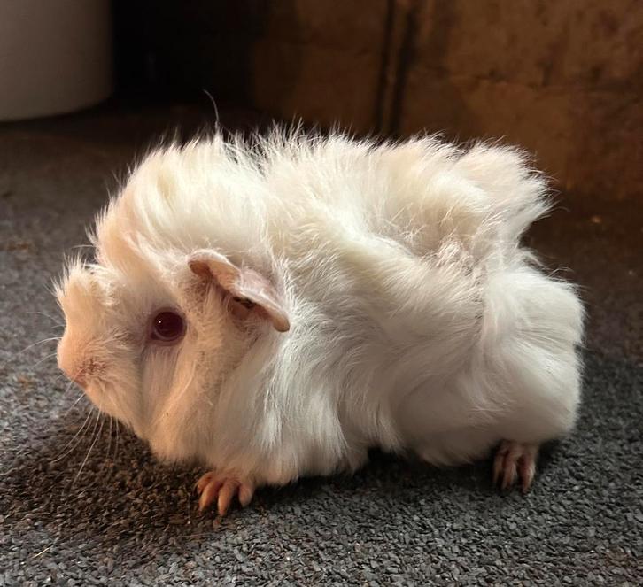 Jong cavia mannetje peruvian x borstel, Dieren en Toebehoren, Knaagdieren, Mannelijk, Cavia, September