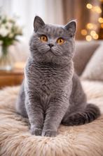 Brits korthaar poesje, Dieren en Toebehoren, Poes, Met stamboom, 0 tot 2 jaar