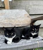 Kittens (3), Dieren en Toebehoren, Katten en Kittens | Dekkaters