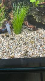 anatome helema, slaketende slak, Dieren en Toebehoren, Vissen | Aquariumvissen, Slak of Weekdier