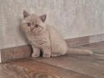 Brits/Britse korthaar kittens jongen en meisje met stamboom, Meerdere dieren, Gechipt