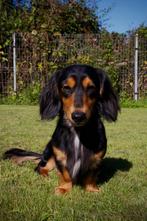 dwergteckel langhaar reu black & tan beschikbaar als dekreu, Dieren en Toebehoren, Honden | Teckels en Dashonden, Rabiës (hondsdolheid)