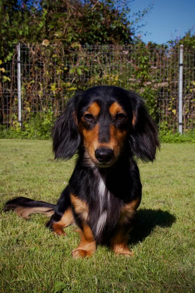 dwergteckel langhaar reu black & tan beschikbaar als dekreu, Dieren en Toebehoren, Honden | Teckels en Dashonden, Reu, Langhaar